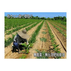 Yakushima Autumn Turmeric Tablets 300 Tablets Pesticide-free and Chemical Free Fertilizer Cultivation