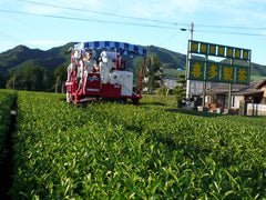 Ise Jingu Shrine Dedicated Tea Special Kabuse Tea Leaves 3.5 oz (100 g) Green Ise Winter Autumn Delicious Tea Teapot Japanese Tea Sencha Mie Prefecture Organic 1st Green Tea Leaf Cultivation Green Tea